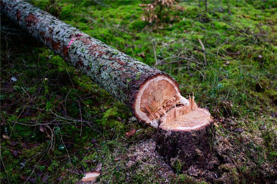 Manche würden die EU-Entwaldungsverordnung gerne zum Fallen bringen. (Symbolbild)Philipp Schulze/dpa