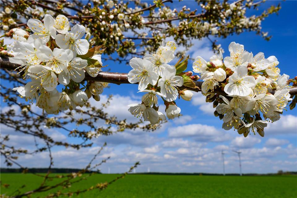 Mancherorts ist die Kirschblüte voll im Gang. Patrick Pleul/dpa
