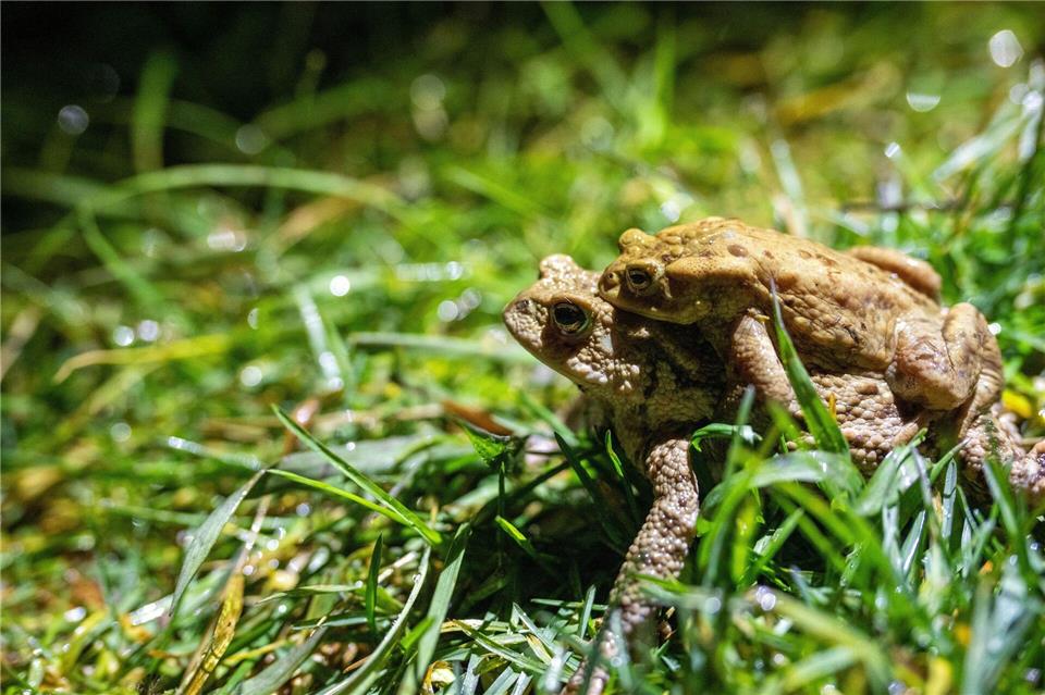 Manchmal auch per Taxi unterwegs: Kröten auf Wanderschaft.Pia Bayer/dpa