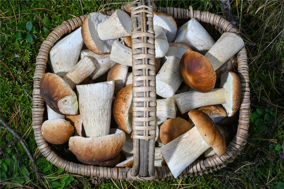 Manchmal hat man bei der Suche so viel Glück, dass mehr Pilze im Korb landen, als man mit einem Mal zubereiten kann. Dann kann man sie trocknen.picture alliance/dpa