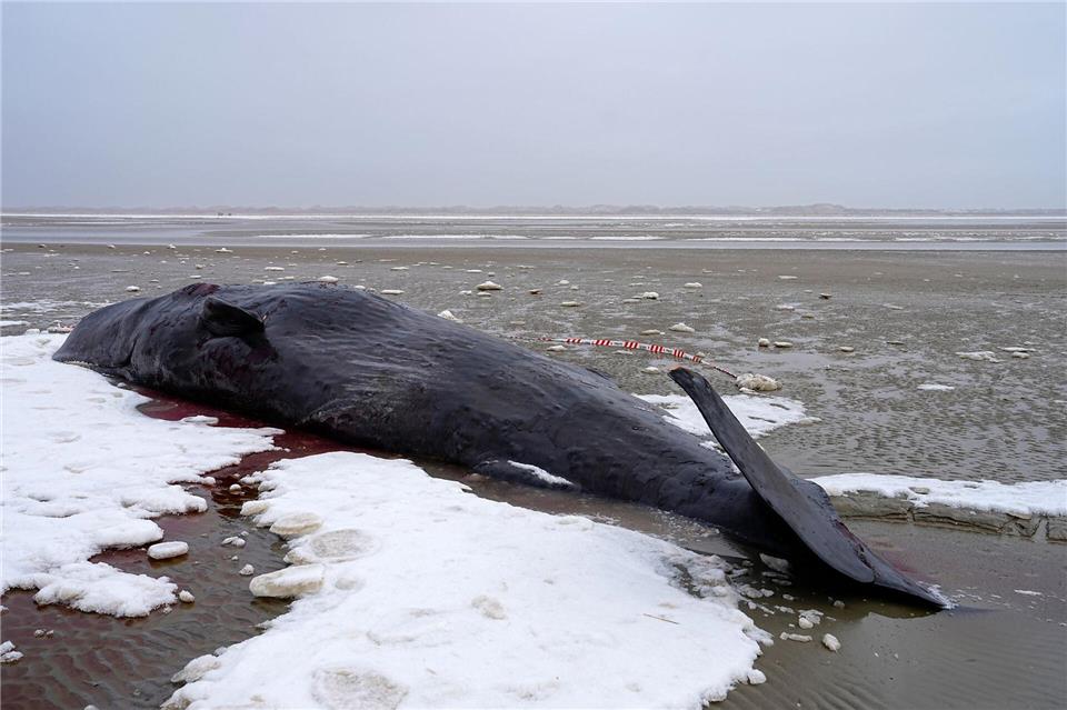 Manchmal verirren sich männliche Wale und geraten in flachere Gewässer. Mads Claus Rasmussen/Ritzau Scanpix/AP/dpa