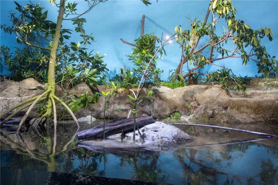 Mangroven sind tropische Bäume und Sträucher, die in der Übergangszone zwischen Land und Meer wachsen.Helmut Fricke/dpa