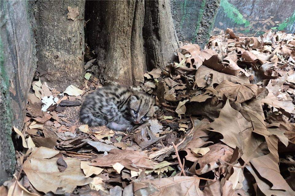 Margays bringen meistens nur ein Jungtier zur Welt. (Handoutbild)-/© 2026 Zoo Berlin / © 2026 Tierpark Berlin/dpa