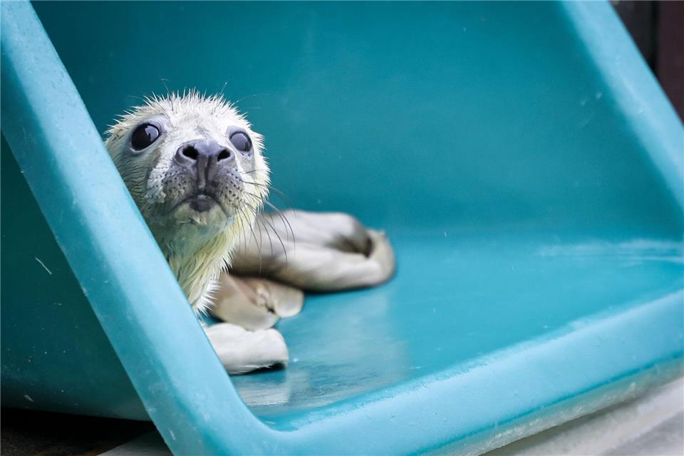 Marieke wurde im Alter von rund zwei Tagen verwaist auf der Helgoländer Düne gefunden und nach Friedrichskoog gebracht. Christian Charisius/dpa