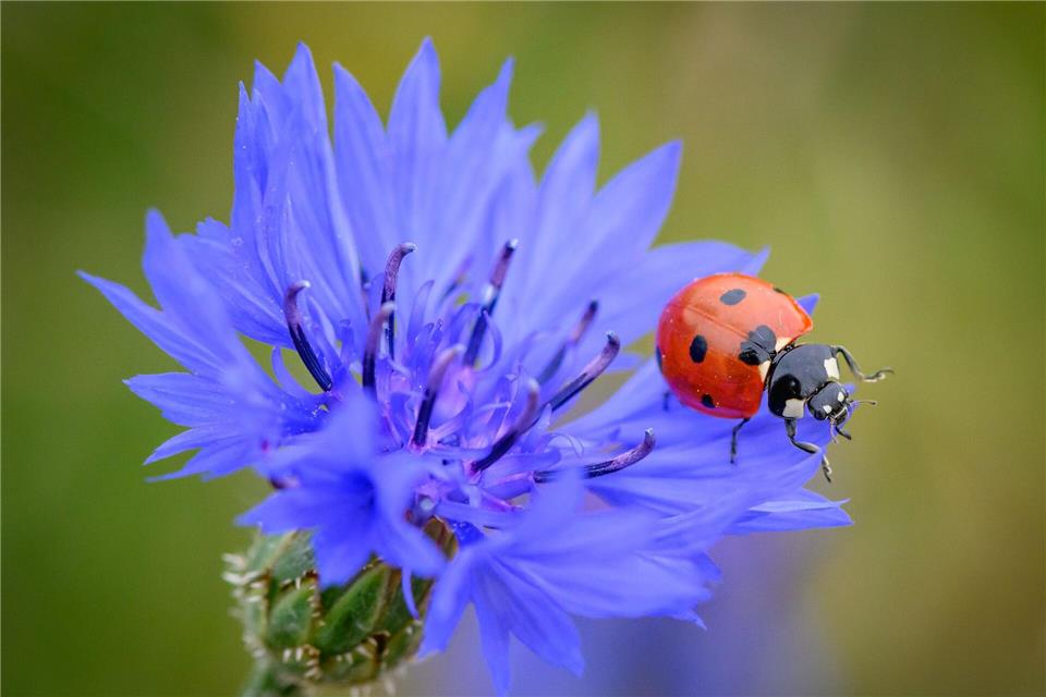 Marienkäfer fressen Blattläuse und helfen so, Pflanzen im Garten gesund zu halten.picture alliance/dpa