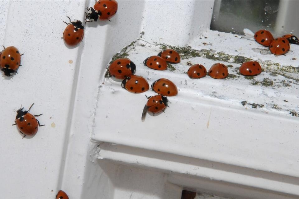 Marienkäfer gelten hierzulande als Glücksbringer, können sich im Herbst aber zur Plage entwickeln. 