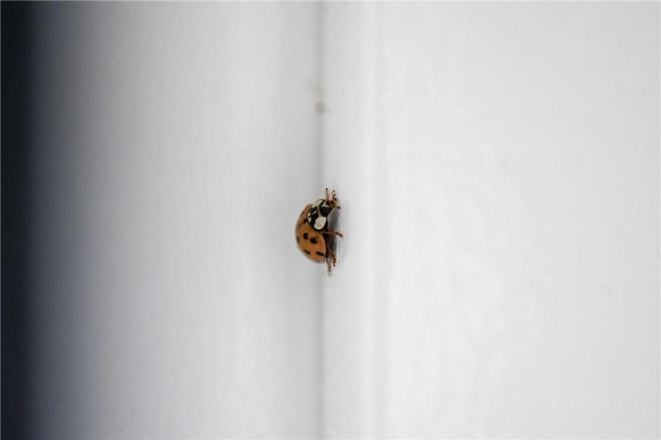 Marienkäfer suchen im Herbst oft Schutz in Wohnungen, doch beheizte Räume sind kein idealer Ort für ihr Überwintern: Am besten vorsichtig nach draußen setzen, und zwar so, wie die Expertinnen raten.Zacharie Scheurer/dpa-tmn