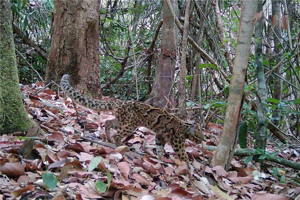 Marmorkatzen leben in Südostasien und gelten als gefährdet. Wegen ihrer versteckten, baumbewohnenden Lebensweise ist die Art kaum erforscht.Fauna&Flora/XinHua/dpa