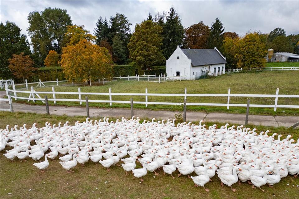 Gänsepreise in Sachsen bleiben stabil – Importware dominiert Martins- und Weihnachtsgänse aus der Region sind gefragt. Robert Michael/dpa