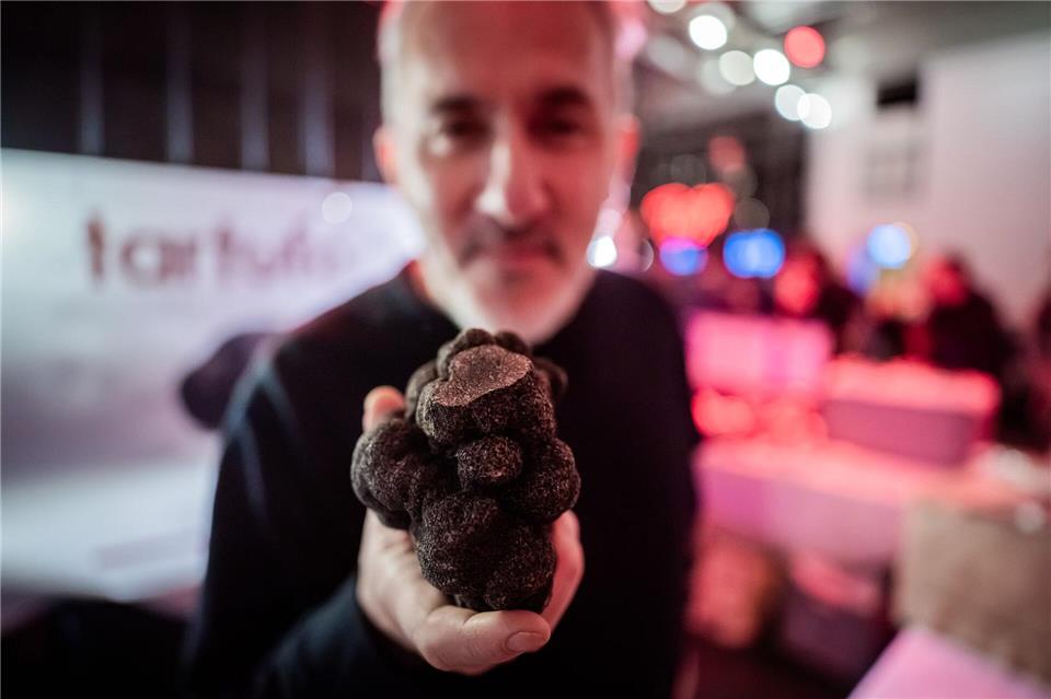 Massimo Ferradino hält beim „Truffle & Truffle“-Festival 2026 einen Schwarzen Wintertrüffel im geschätzten Wert von 500 Euro in die Kamera. Christoph Soeder/dpa