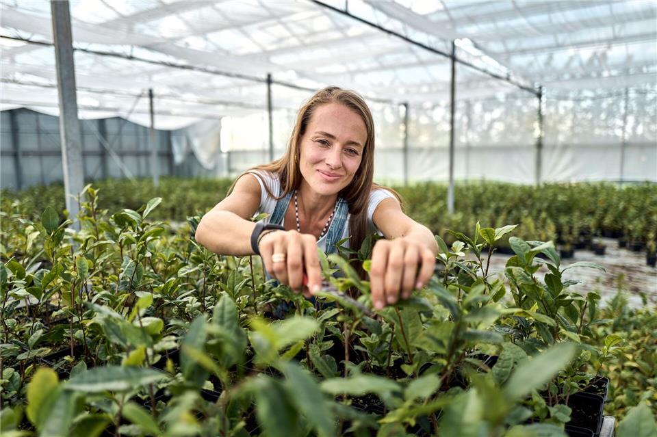 Der Matcha-Boom: Vorreiterin setzt auf deutschen Teeanbau Matcha-Anbauerin: Ursprünglich kommt Kühnle aus dem Weinbau.Michael Ukas/dpa