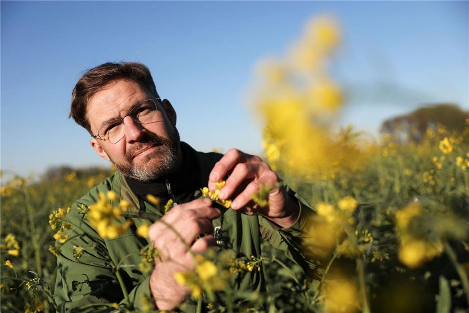 Mathis Müller schätzt, dass sein Raps in diesem Jahr, wenn es gut läuft, nur noch die Hälfte des potenziellen Ertrags bringen werde.Christian Charisius/dpa