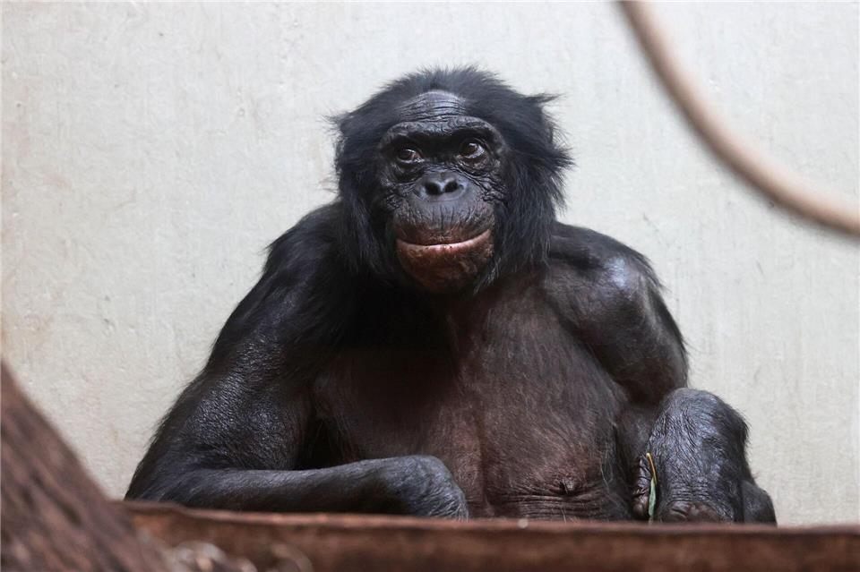 Mato lebte 37 Jahre im Zoo Wuppertal.-/Zoo Wuppertal/dpa