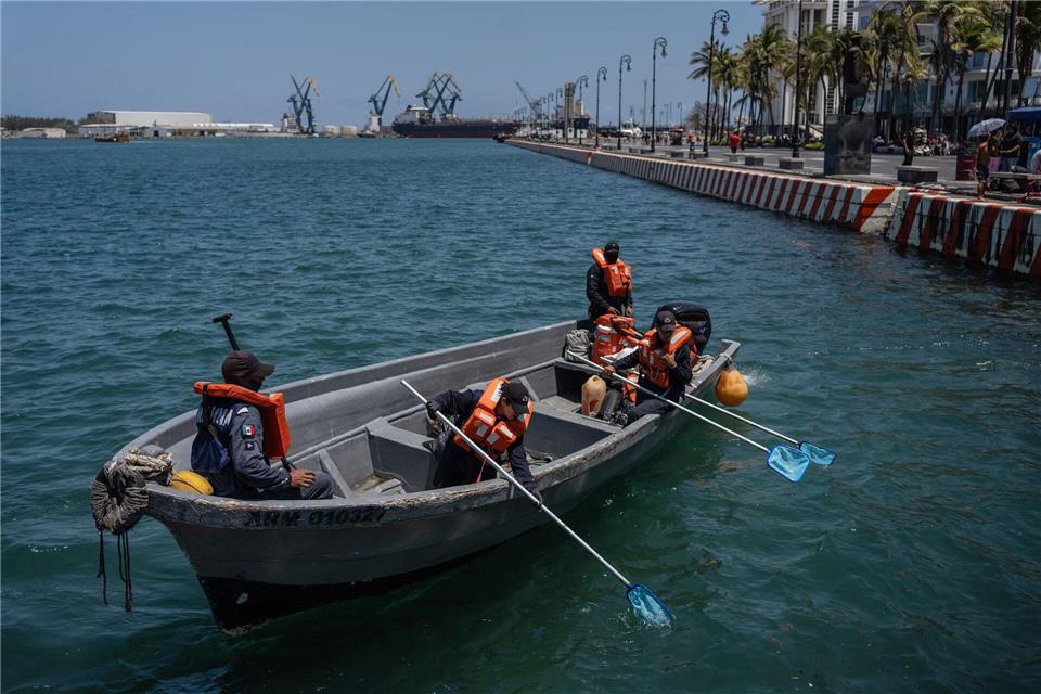 Matrosen der mexikanischen Marine sammeln in Veracruz, Mexiko, ölverschmutztes Sargassum ein.Felix Marquez/AP/dpa