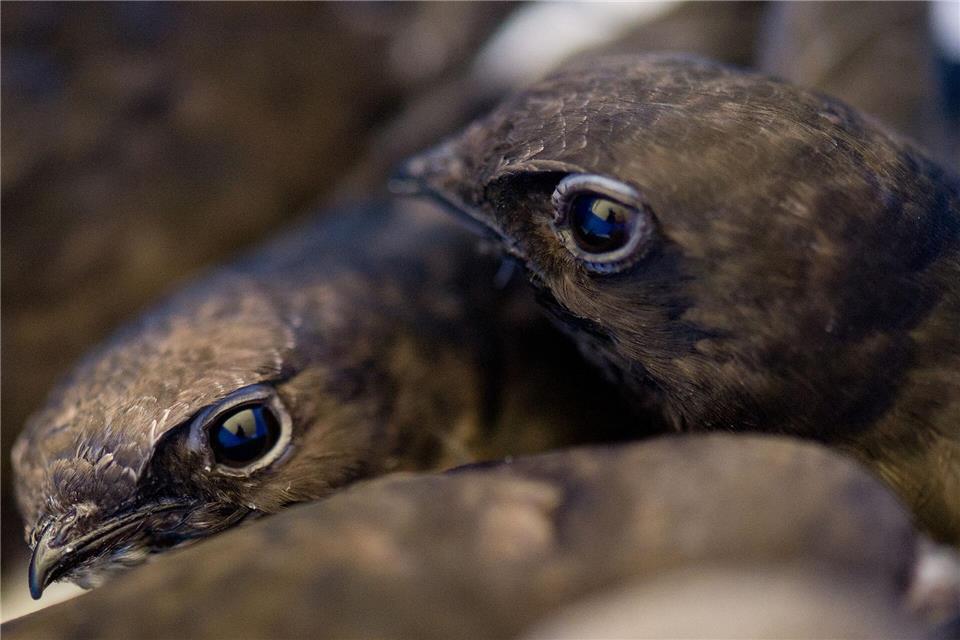 Mauersegler kehren erst Ende April oder Anfang Mai aus ihrem Winterquartier zurück. (Archivbild)Boris Roessler/dpa