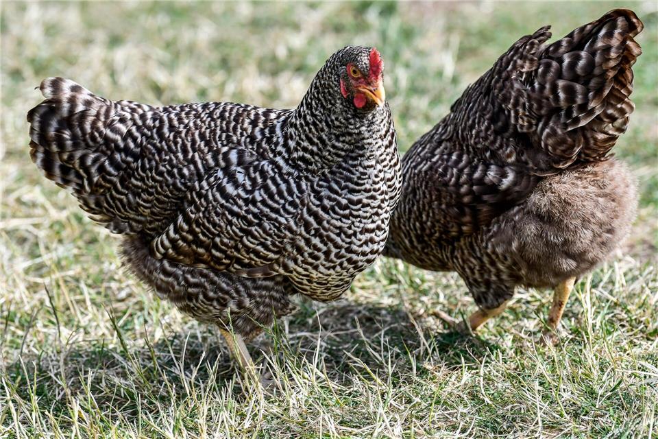 Mechelner-Hühner sind zwar groß, gelten aber dennoch als anfängerfreundlich.Kirsten Neumann/dpa-tmn