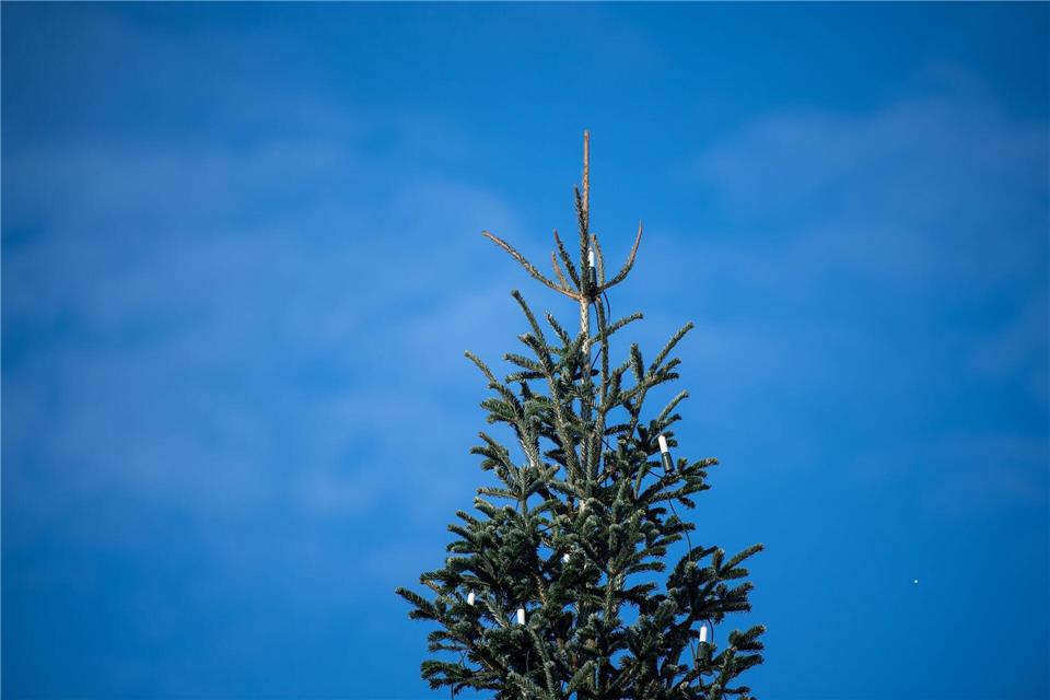 Medienberichten zufolge war der Weihnachtsbaum in Bachhagel 2022 schon einmal umgesägt worden. (Symbolbild)Melissa Erichsen/dpa