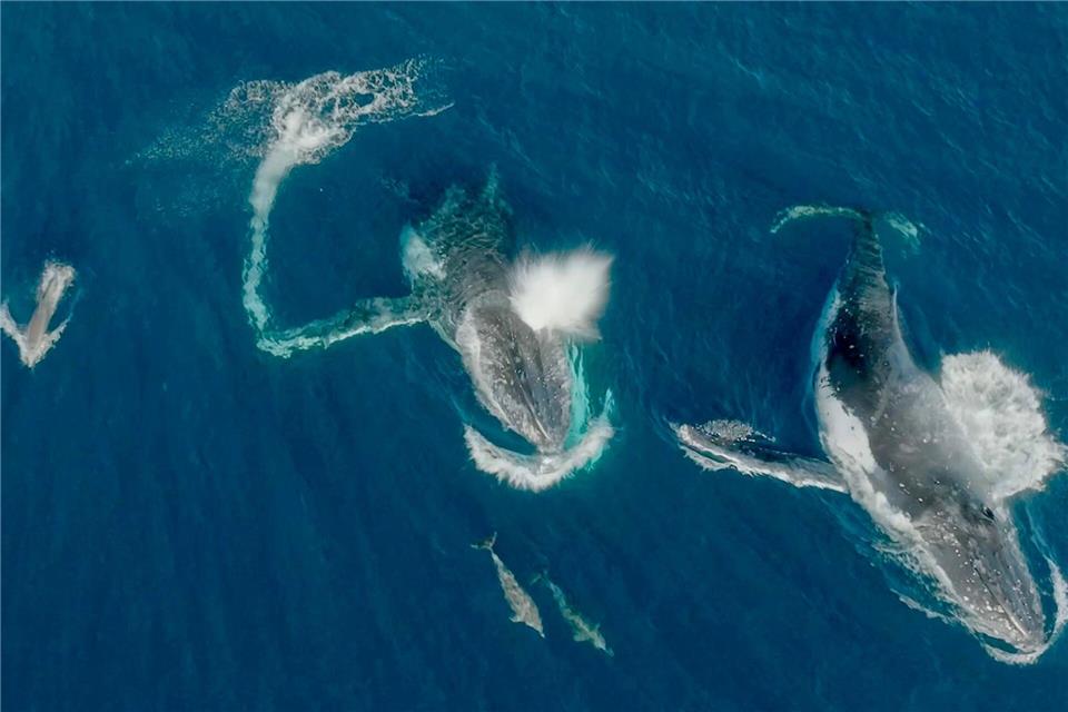 Meeressäuger unter sich - Wale und Delfine können etwas miteinander anfangen. Wildlive Media/Griffith Universität/dpa