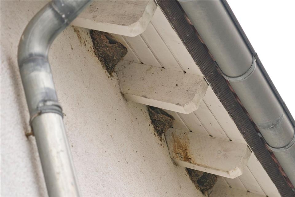 Mehlschwalben (Delichon urbicum) gelten in Rheinland-Pfalz nach der Roten Liste als gefährdet. Sascha Ditscher/dpa