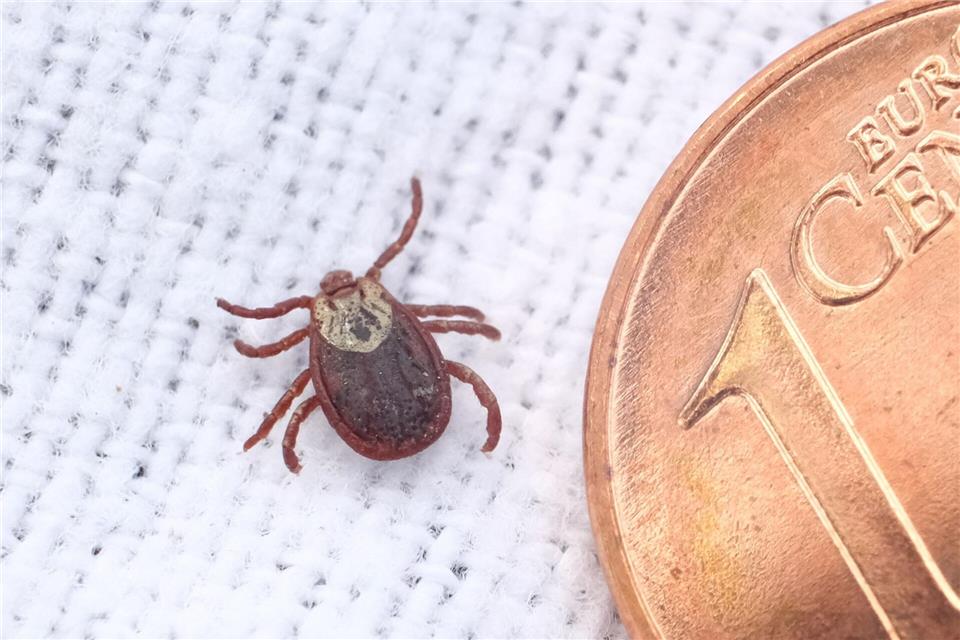 Mehr Fälle von Frühsommer-Meningoenzephalitis durch Zecken in Sachsen. (Symbolbild)Sebastian Willnow/dpa