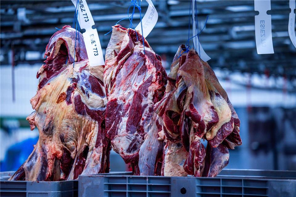 Mehr Rinder als ein Jahr zuvor wurden in der ersten Jahreshälfte 2025 in Thüringen geschlachtet - zudem erzeugten die Betriebe insgesamt mehr Fleisch. (Archivbild)Jens Büttner/dpa