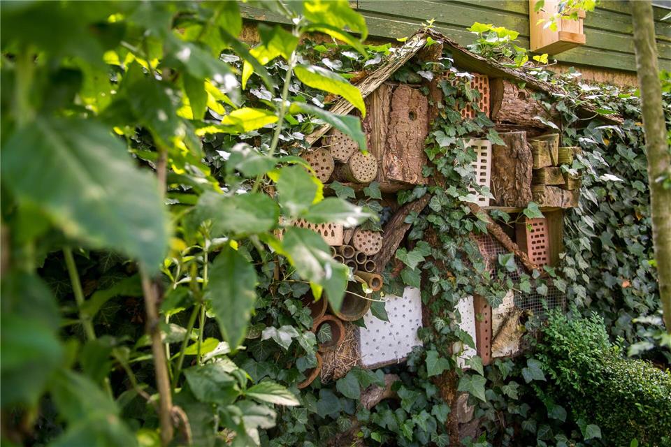 Mehr Summen, mehr Zwitschern: Wer Insekten in den Garten lockt, schafft für Vögel ein reiches Nahrungsangebot.Benjamin Nolte/dpa-tmn