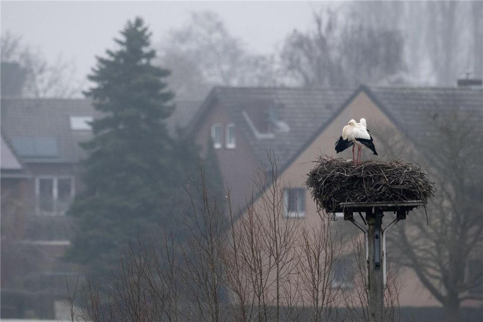 Mehr als 1.000 Brutpaare wurden beim Weißstorch 2025 in NRW gezählt. Fabian Strauch/dpa