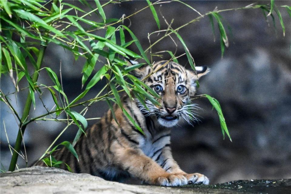 Mehr als 1.000 Vorschläge wurden eingereicht - am Ende ist es Lilly geworden.Jens Kalaene/dpa