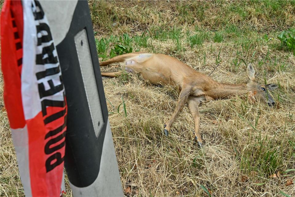 Mehr als 12.000 Rehe verunglücken jährlich auf Hessens Straßen. (Symbolbild)Patrick Pleul/dpa