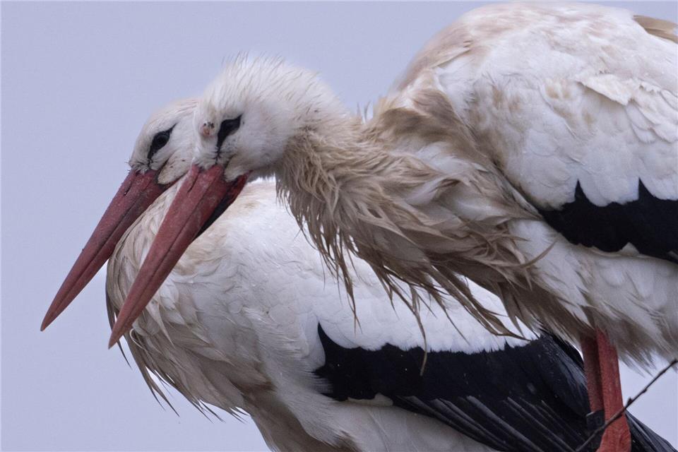 Mehr als 1.500 Storchenpaare brüten in Hessen. (Archivbild)Boris Roessler/dpa