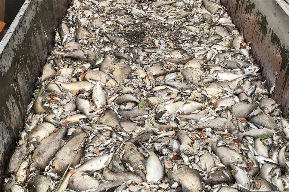 Mehr als 20 Tonnen Fisch sind im August 2018 in Münsters Aasee verendet. (Archivbild)-/AWM/dpa