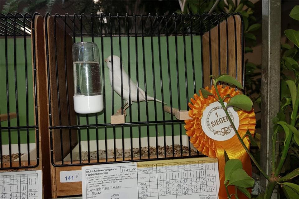 Mehr als 200 Vögel sind am 15. und 16. November zu sehen.