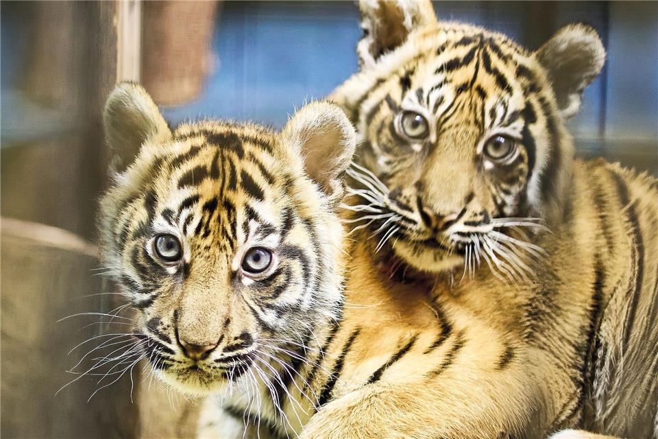 Mehr als 2.500 Vorschläge erreichten den Zoo Anfang Februar, anschließend konnte online für die Favoriten abgestimmt werden.(Handout)Peter Bastian/Zoo Heidelberg/dpa