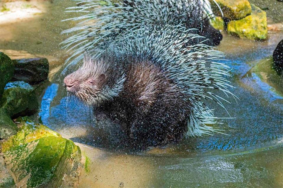 Mehr als 30 Jahre lebte das Weißschwanz-Stachelschwein-Männchen  „Opa“ im Tierpark Nordhorn.Jörg Everding/Tierpark Nordhorn/dpa