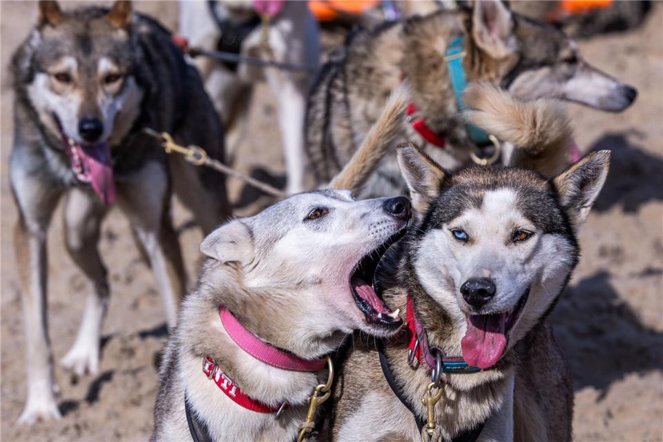Mehr als 500 Huskys kamen in die Kaiserbäder.Jens Büttner/dpa