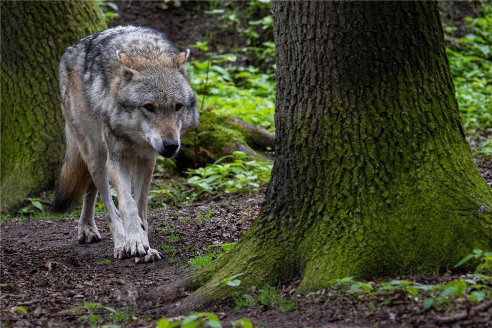 Mehr als 500 Wölfe streifen Schätzungen zufolge durch Niedersachsen. (Symbolbild)Sina Schuldt/dpa