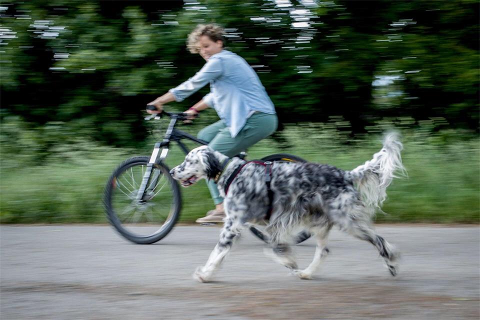 Mehr als Gassigehen: Radfahren bietet Hunden eine Möglichkeit, sich auszupowern.Frank Rumpenhorst/dpa-tmn