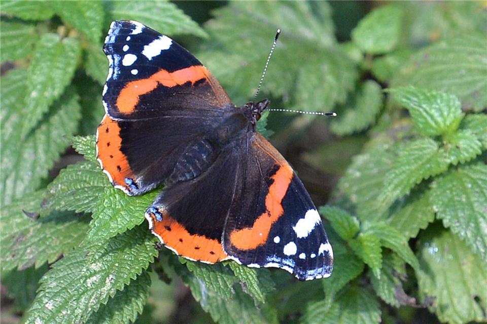 Mehr als Unkraut: Brennnesseln sind eine wichtige Nahrungsquelle für Admiral-Raupen.Carmen Jaspersen/dpa/dpa-tmn