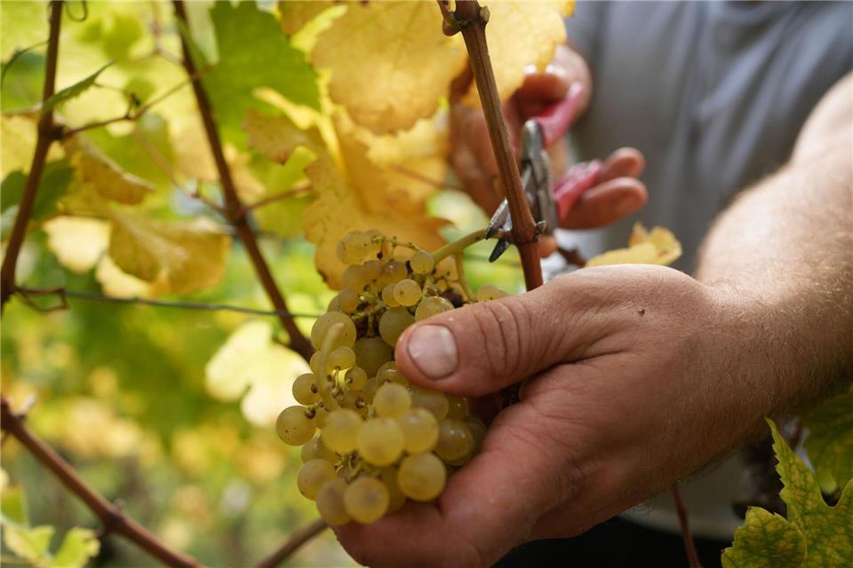 Mehr als zwei Drittel des produzierten Weins ist Weißwein.Thomas Frey/dpa