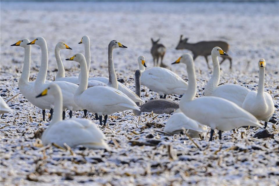 Mehr als zwei Meter Flügelspannweite, gelber Schnabel, laute Rufe: Im Nationalpark Unteres Odertal lassen sich jetzt Singschwäne beobachten.Patrick Pleul/dpa