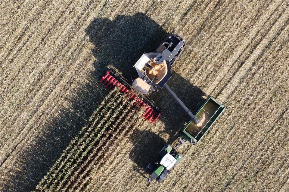 Mehr braun als grün: Die Maisernte fällt wegen Trockenheit und Hitze in diesem Jahr deutlich unterschiedlich aus.