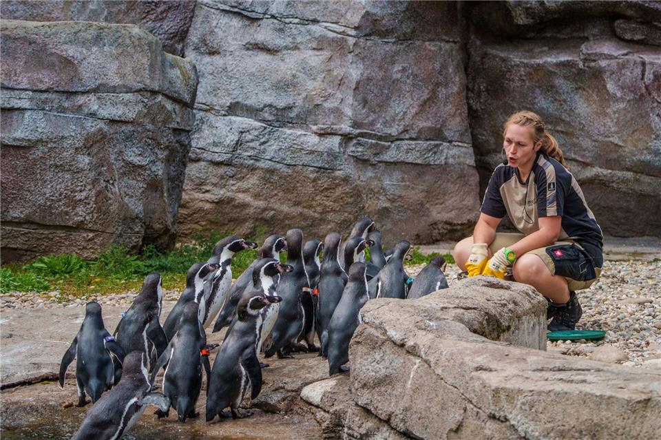 Mehr über den Zooalltag informieren, dieses Ziel hat der „Zootag“ im Zoo Frankfurt gehabt. Andreas Arnold/dpa