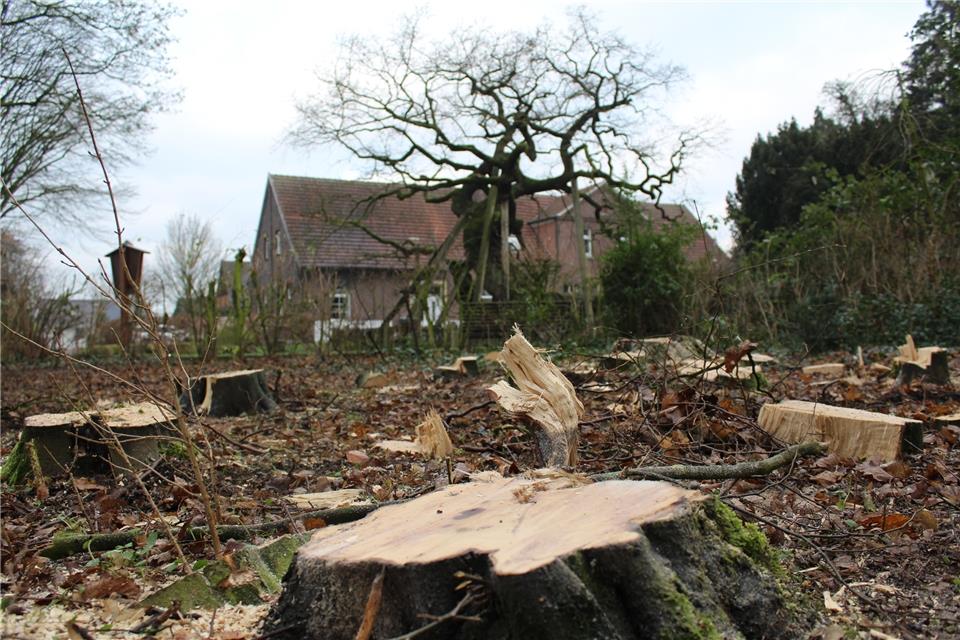 Mehrere Bäume wurden im Bereich der Femeiche gefällt.
