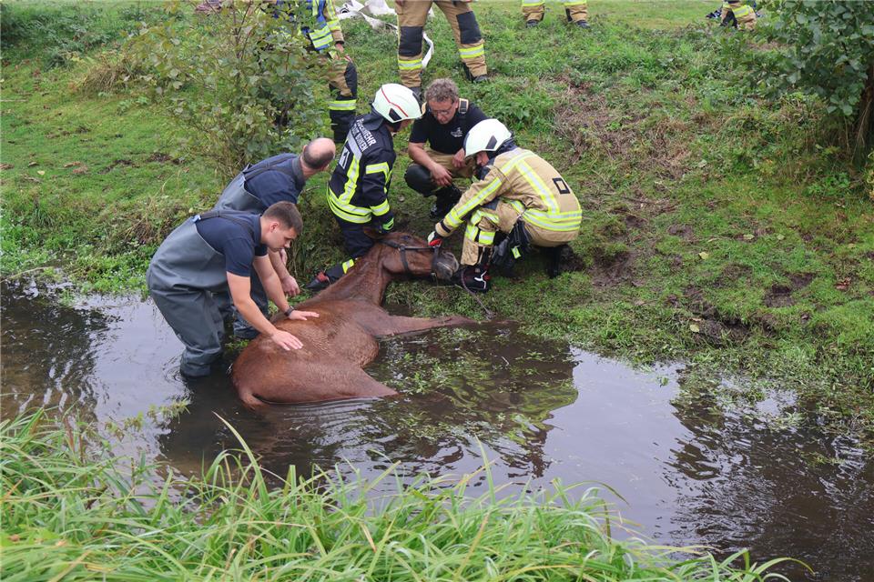 Mehrere Einsatzkräfte waren nötig, um das Pferd aus der Aa zu ziehen.