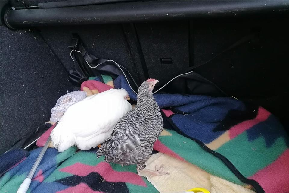 Mehrere Hühner zweier Zuchtrassen haben die Tierretter jetzt am Lünsberg eingesammelt.