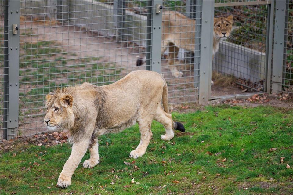 Mehrere Löwen stürzten sich auf den Zoo-Mitarbeiter. (Symbolbild)Friso Gentsch/dpa