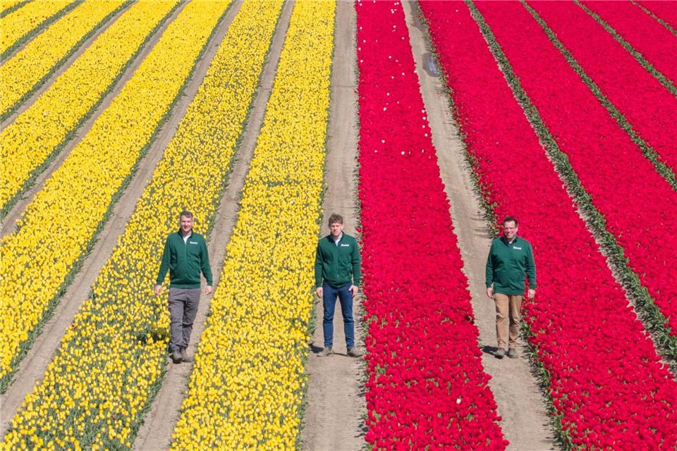 Mehrere Millionen Tulpen in verschiedenen Farben sorgen für bunte Felder.Julian Stratenschulte/dpa