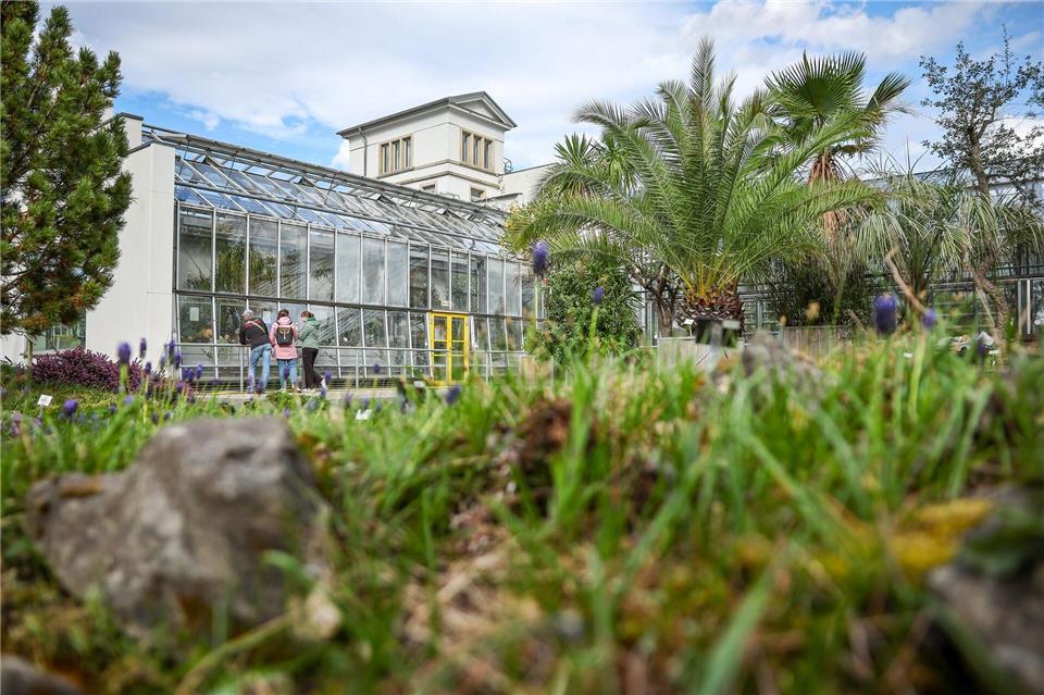Mehrere Pflanzen wurden im laufenden Jahr aus den botanischen Gärten in Chemnitz und Dresden gestohlen. Der letzte Diebstahl im botanischen Garten in Leipzig ist ein Jahr her. (Symbolbild)Jan Woitas/dpa