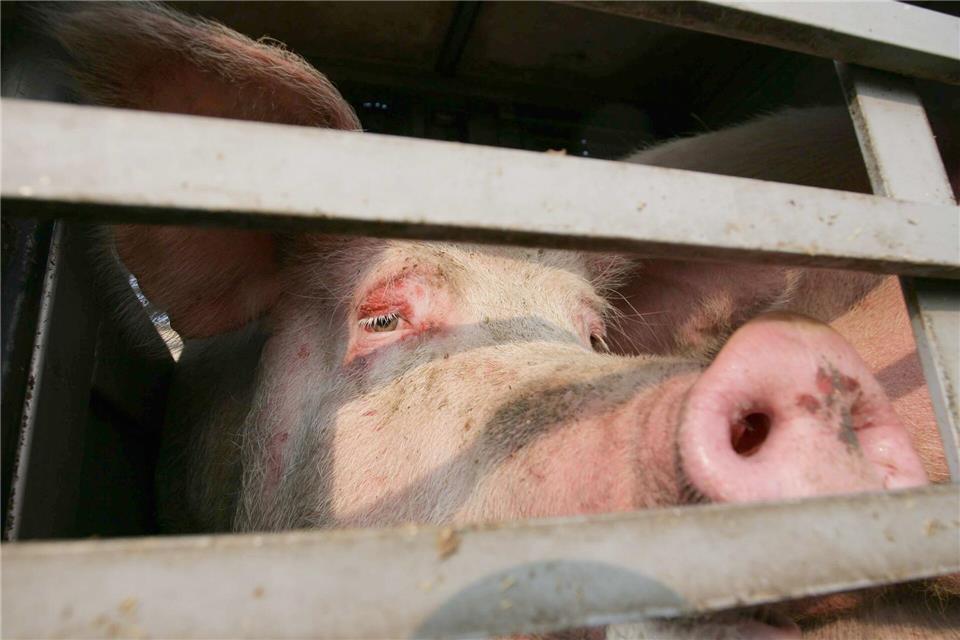 Mehrere Schweine sind aus einem Transporter gefallen. (Symbolbild)Peter Steffen/dpa