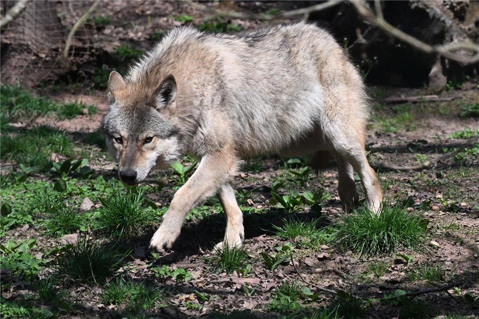 Mehrere Wölfe streifen durch Baden-Württemberg. (Symbolbild)Bernd Weißbrod/dpa
